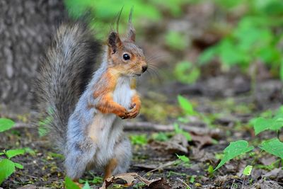 Close-up of squirrel on rock