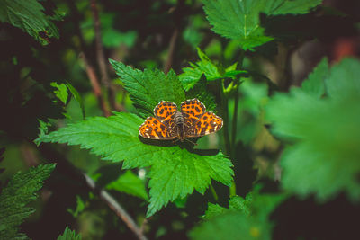 Close-up of butterfly on leaves