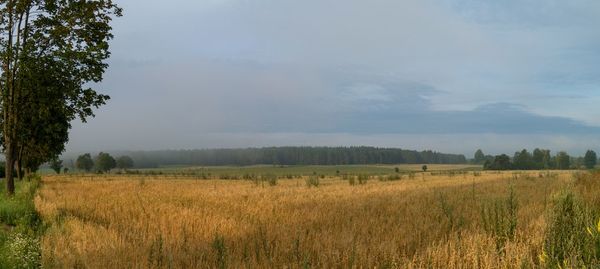 Scenic view of field against sky