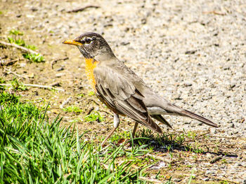 Side view of bird perching on land