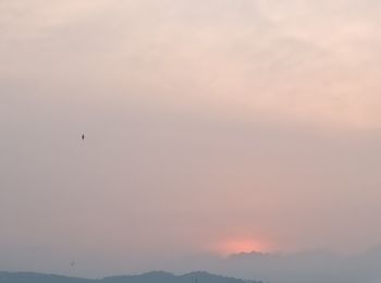 Silhouette of bird flying in sky