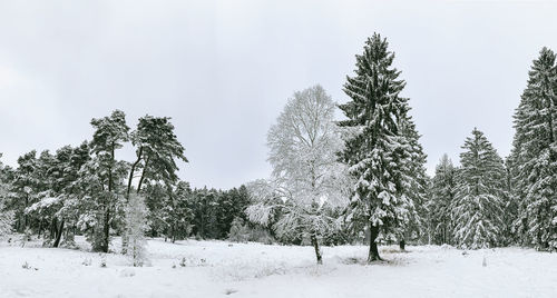 Pine trees on snow covered field against sky