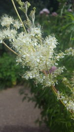 Close-up of white flowers blooming on tree