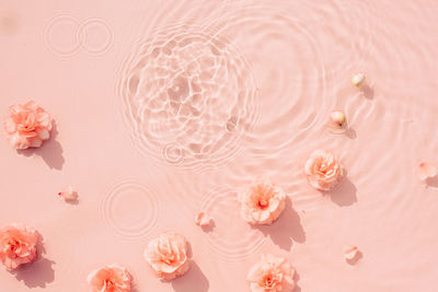 Pink roses, drops and waves on surface of the water. water abstract background