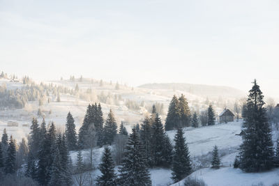 Trees on snow covered land against sky