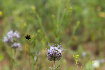 Bee pollinating on purple flower