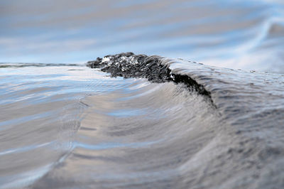 Close-up of lizard on beach