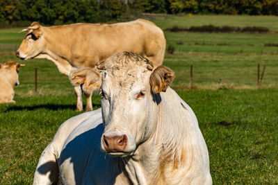 Cows on field