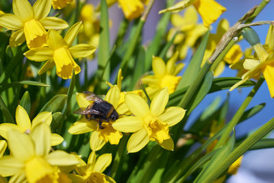 Close-up of insect on yellow flower