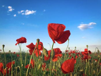 Poppies growing in a field with blue sky above