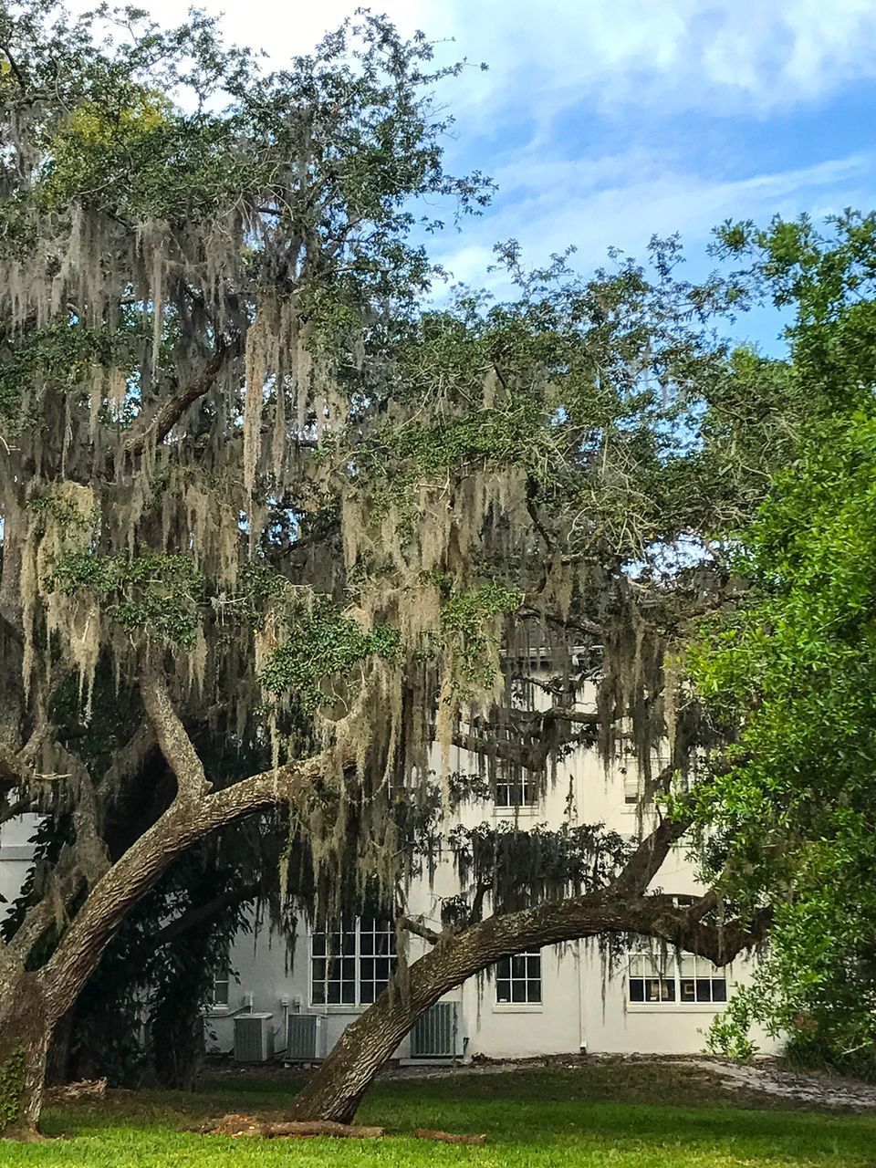 LOW ANGLE VIEW OF TREES IN PARK AGAINST SKY