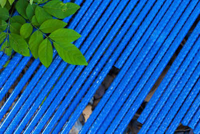 Close-up of green leaves on wood