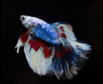 Close-up of fish underwater