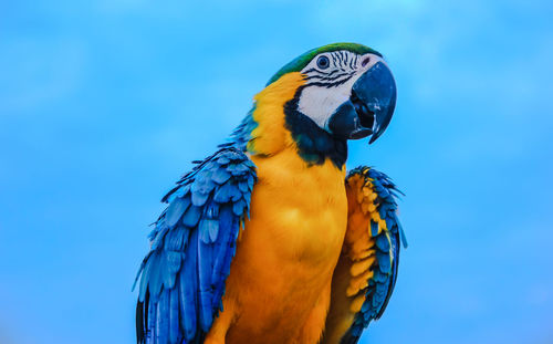 Close-up of blue parrot