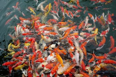 High angle view of koi carps swimming in pond