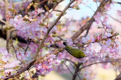 Close-up of pink blossoms on tree