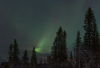 Trees in forest against aurora borealis at night