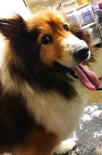 Close-up portrait of a dog