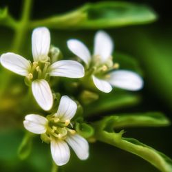 Close-up of white flowering plant