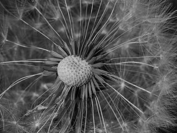 Close-up of dandelion seeds