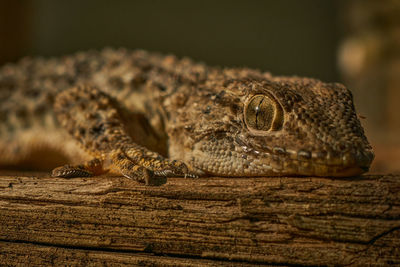 Close-up of lizard on wood