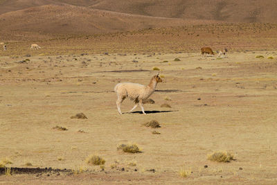 View of a desert