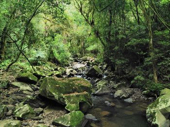 Scenic view of forest