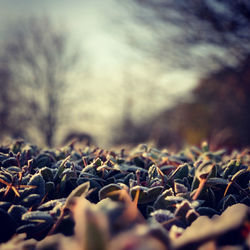 Close-up of fallen leaves on field