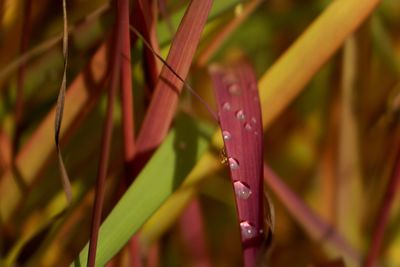 Close-up of wet red leaf