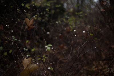 Close-up of spider web on plants