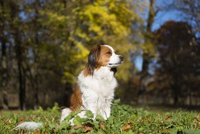 Dog running on field