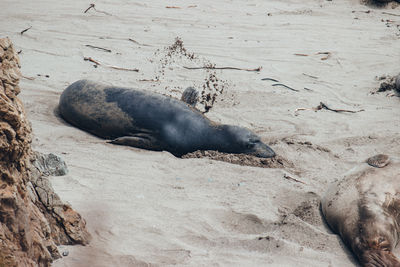High angle view of seal on sand at beach
