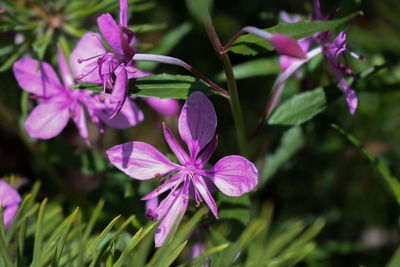 Close-up of pink flowering plant