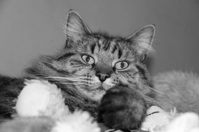 Close-up portrait of cat relaxing