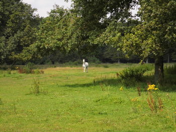 Rear view of a man standing on field