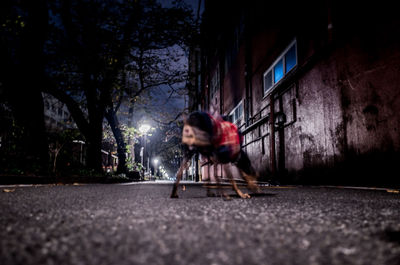 Blurred motion of dog on street at night