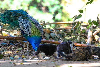 Close-up of birds eating