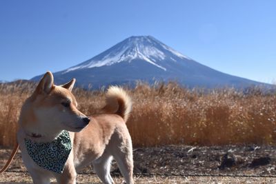Dog on mountain against clear blue sky
