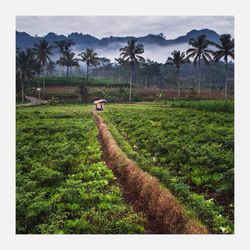 Scenic view of grassy field against cloudy sky