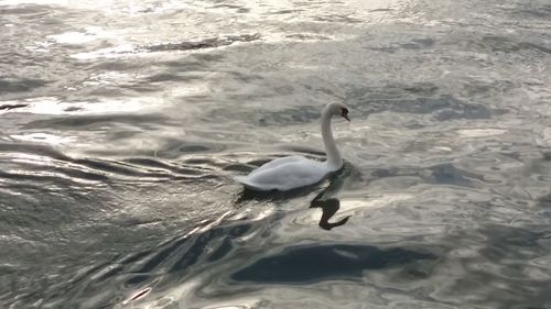 High angle view of swan swimming in sea