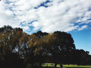 Low angle view of trees against sky