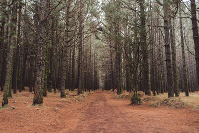 Trees in forest