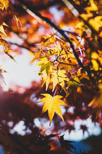 Close-up of maple leaves on tree