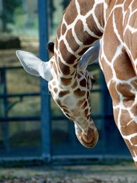 Close up of an animal