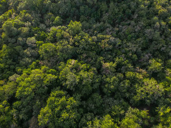 High angle view of trees in forest