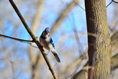 Low angle view of bird perching on tree