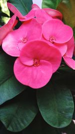 Close-up of pink flower blooming outdoors