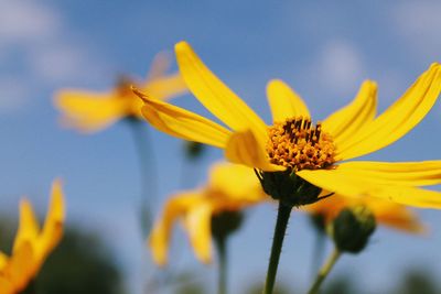 Close-up of yellow flowering plant against sky