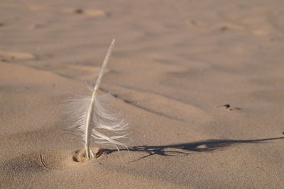 Close-up of feather on sand at beach