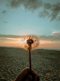 Silhouette person holding dandelion against sky